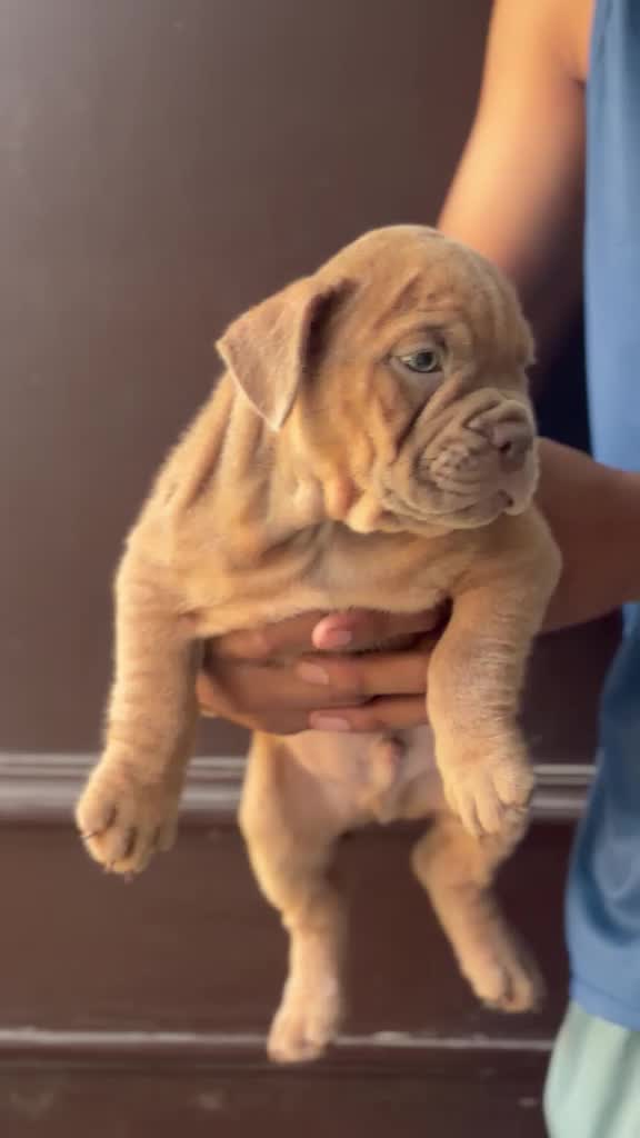 American Bully Pocket Size Puppy, farm video
