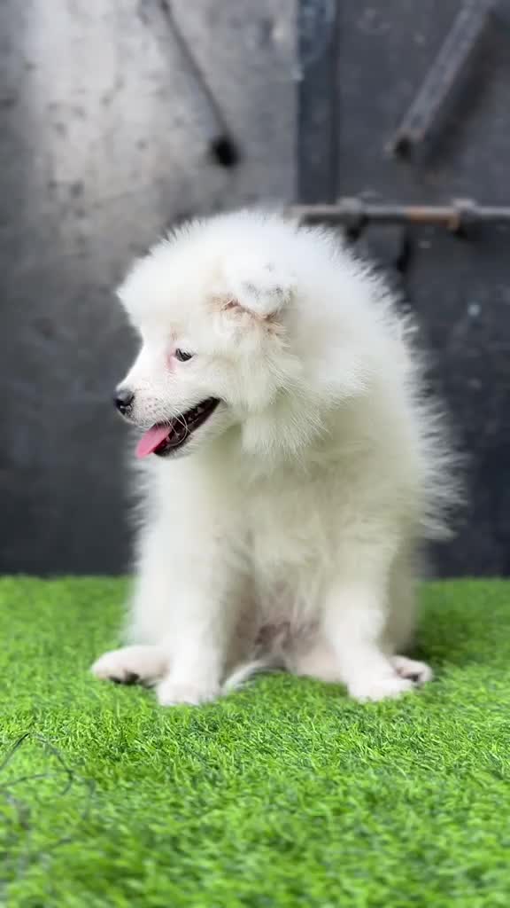 Pomeranian Puppy | Black Color, farm video