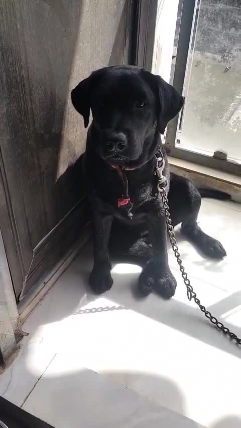 Beagle Black & Tan Puppy, farm video