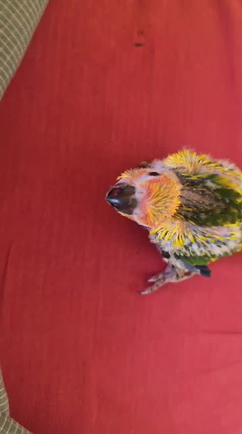 Sun Conure, farm video