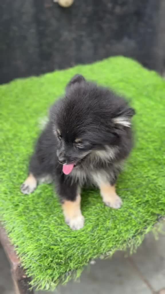 Pomeranian Puppy | Black Color, farm video