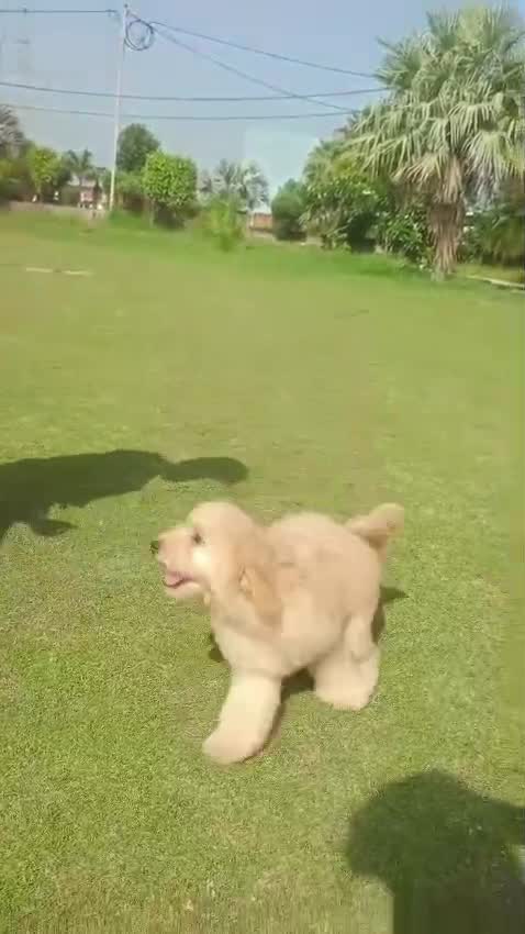 Doodle, farm video