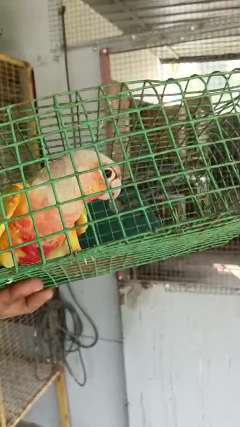 Sun Cheek Conure, farm video