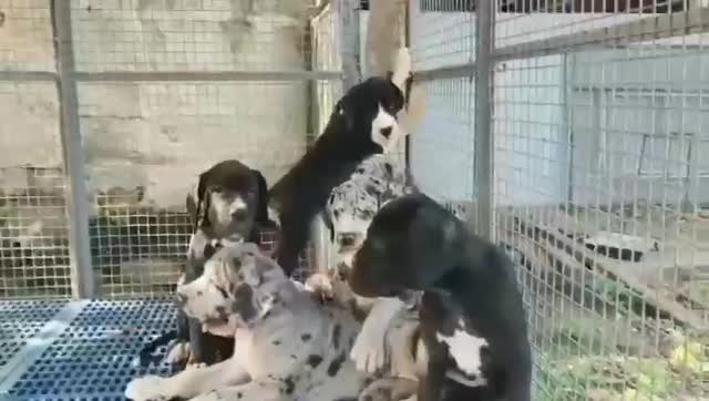 Great Dane Puppy, farm video