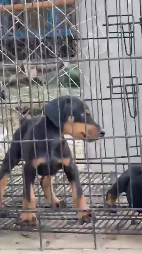 Dachshund Puppy, farm video