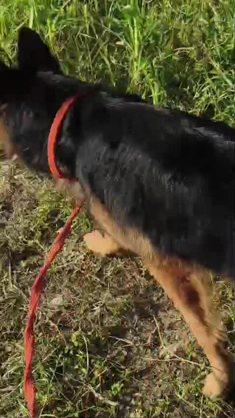 German Shepherd Puppy | Z Black, farm video