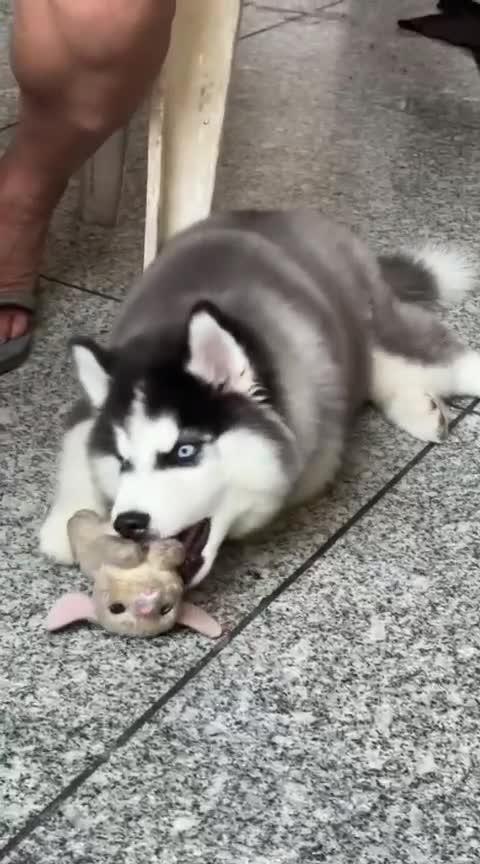 Siberian Husky Puppy | Black & White Color, farm video