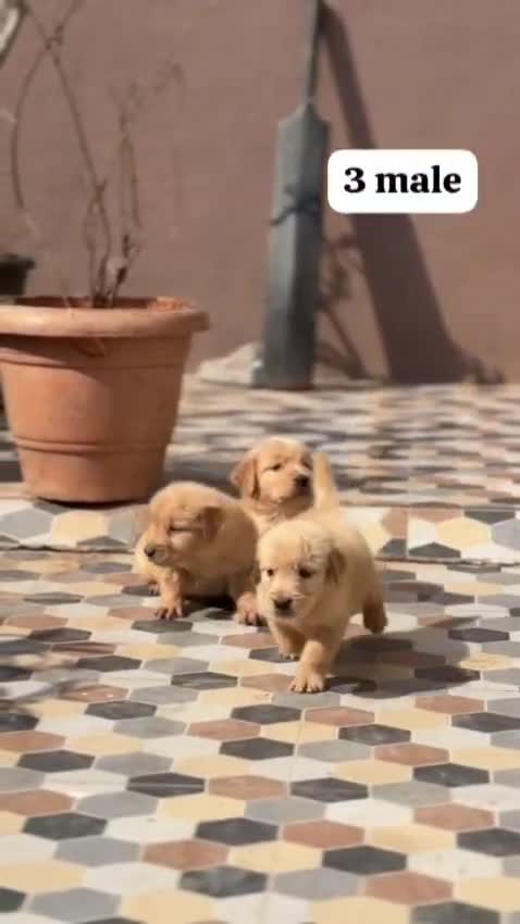 Golden Retriever, farm video