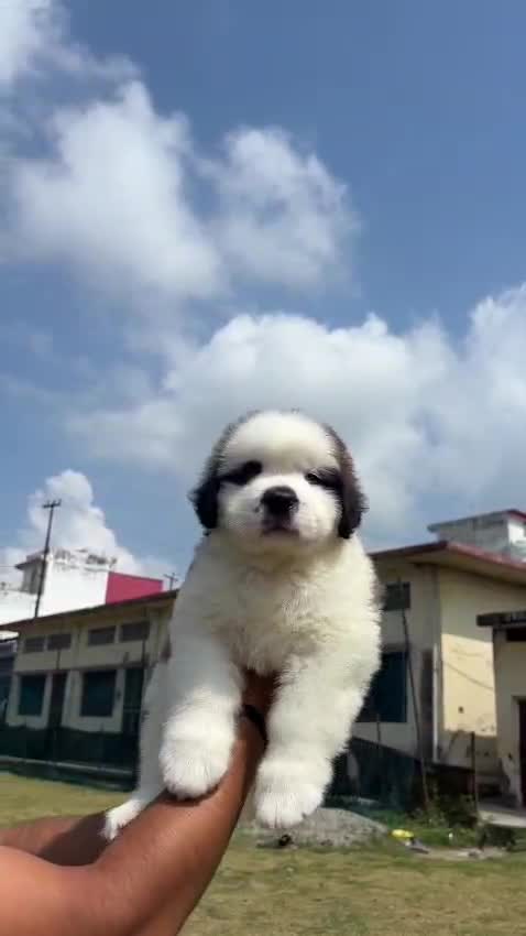Saint Bernard Puppy, farm video