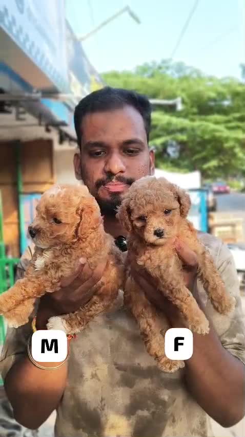 Toy Poodle Puppy, farm video