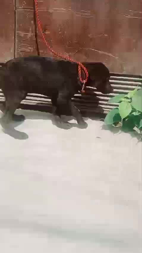 Beagle Black & Tan Puppy, farm video
