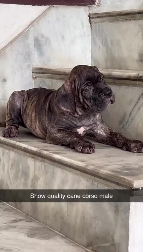 Cane Corso Puppy, farm video