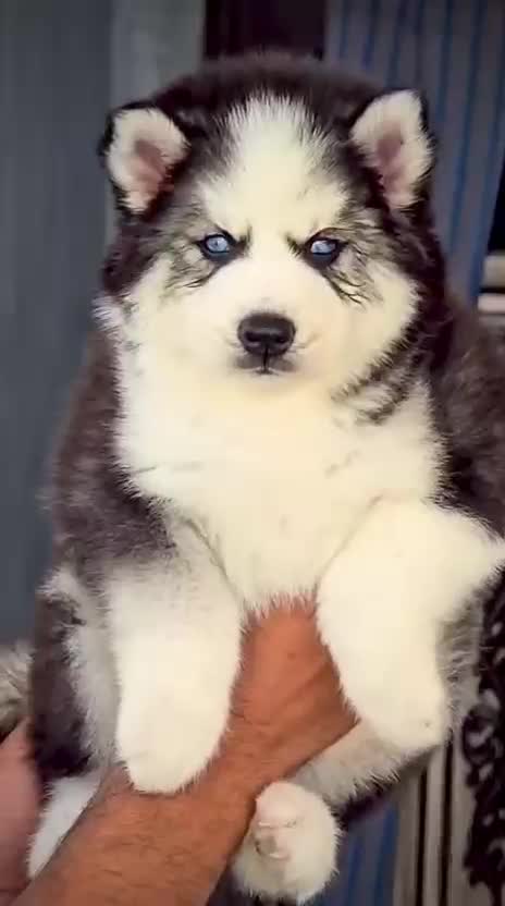 Siberian Husky Puppy | Copper & White Color, farm video