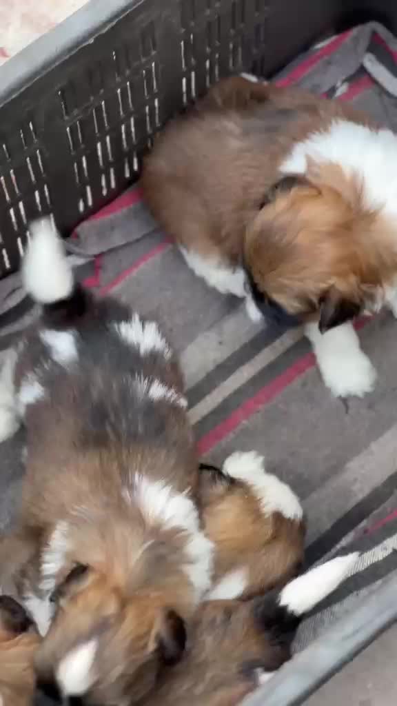 Shih Tzu | Black & White Color, farm video