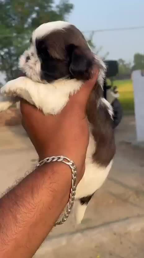 Shih Tzu | Black & White Color, farm video