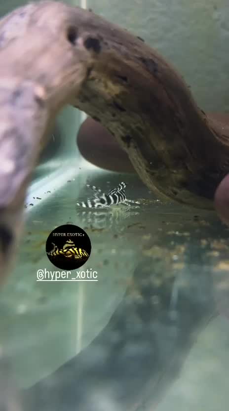 Pleco, farm video