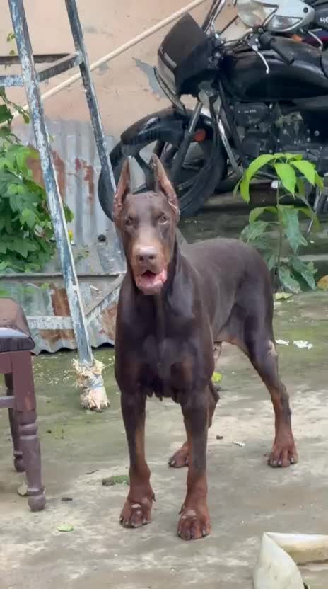 European Doberman Puppy, farm video