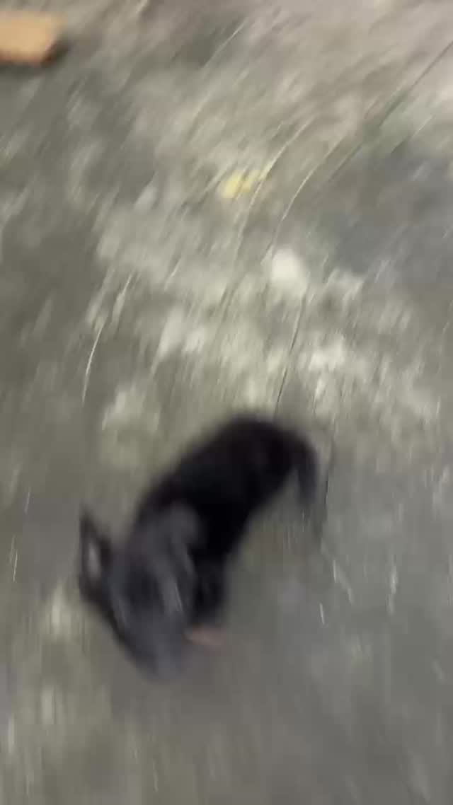 German Shepherd Puppy, farm video