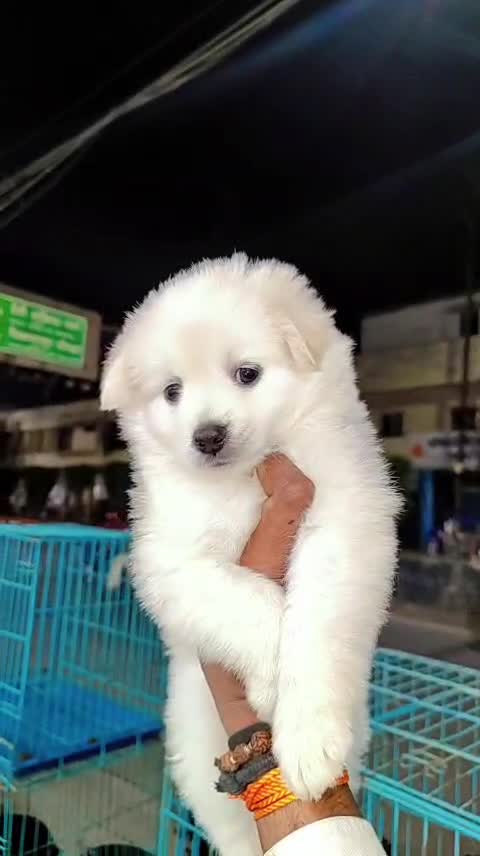 Culture Pom Puppy | Orange Color, farm video
