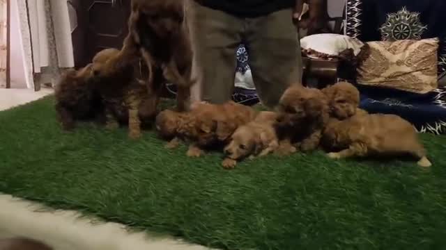 Toy Poodle Puppy, farm video