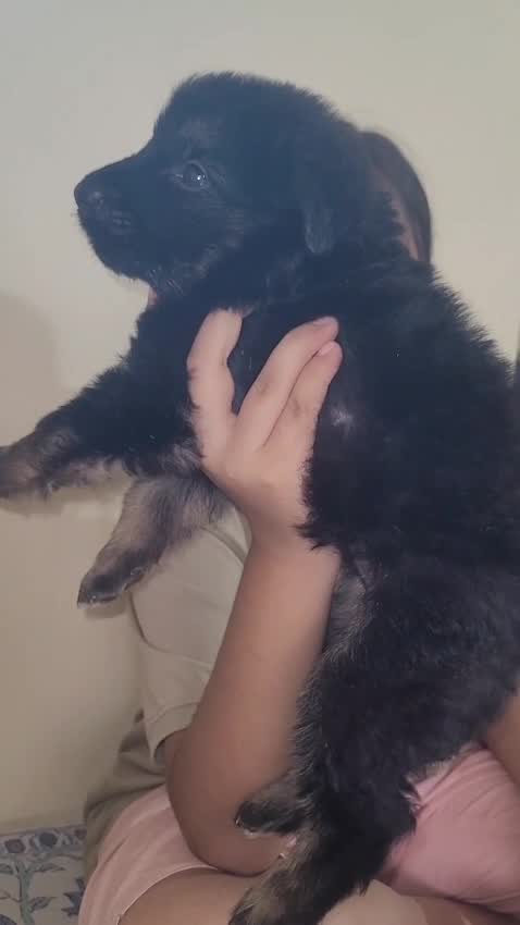 German Shepherd Puppy, farm video