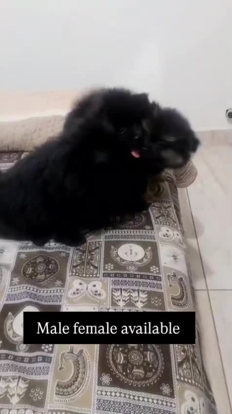 Culture Pom Puppy | Orange Color, farm video