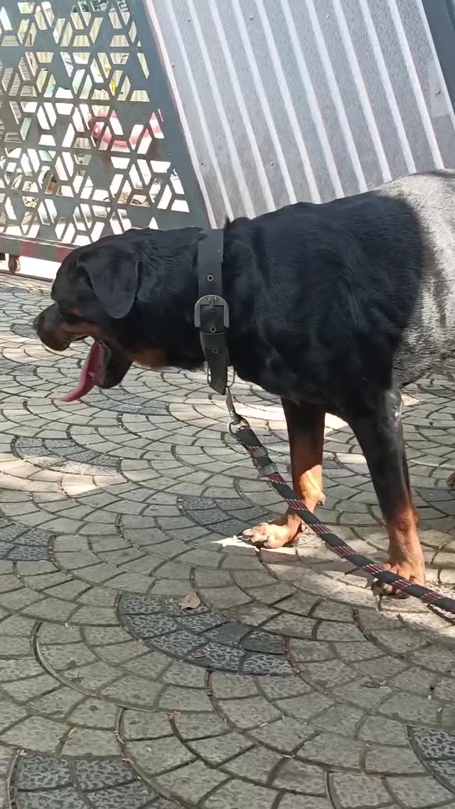 Rottweiler Puppy, farm video