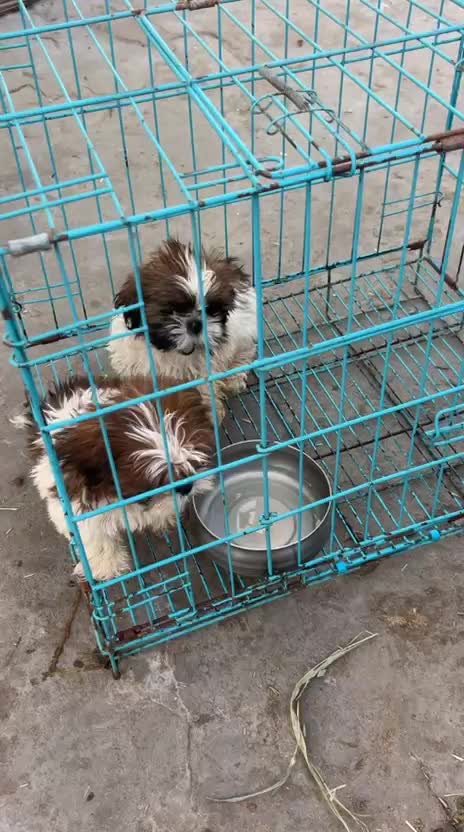 Shih Tzu | Tri Color Puppy, farm video