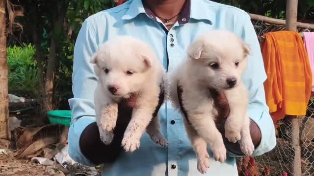 Pomeranian Puppy | Black Color, farm video