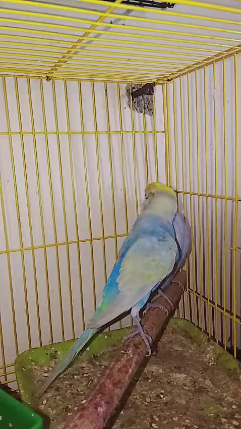 Budgies, farm video