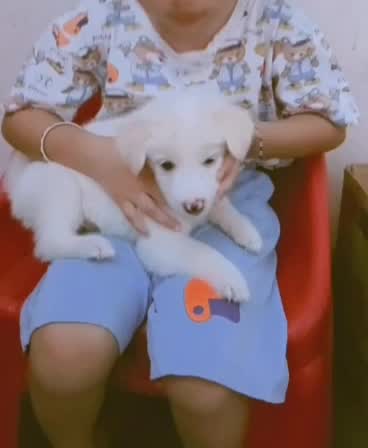 Culture Pom Puppy | Orange Color, farm video