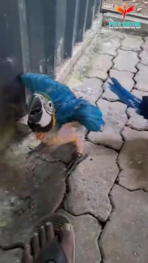 Blue & Gold Macaw, farm video
