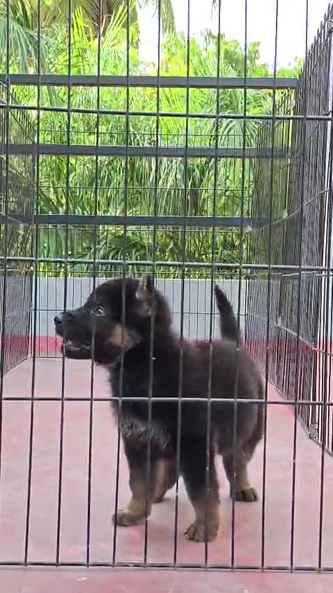 German Shepherd Puppy, farm video