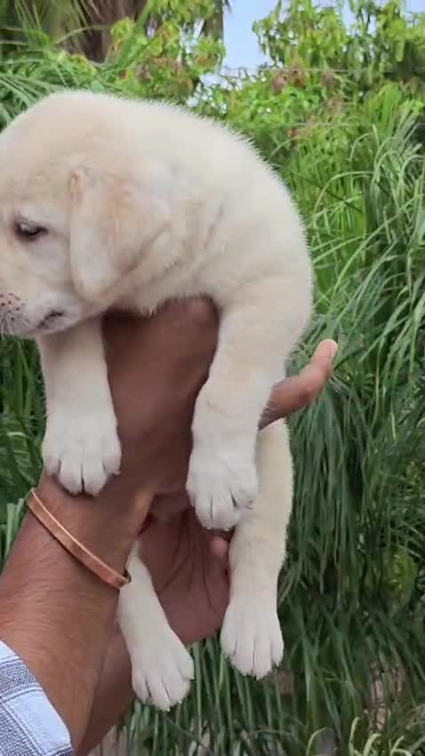 Persian, farm video