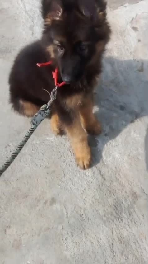 German Shepherd Puppy, farm video
