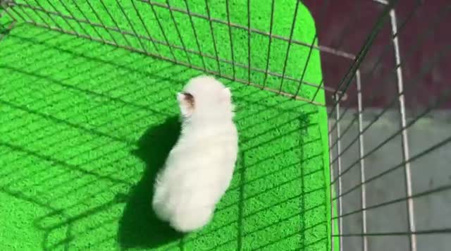 Culture Pom Puppy | White Color, farm video