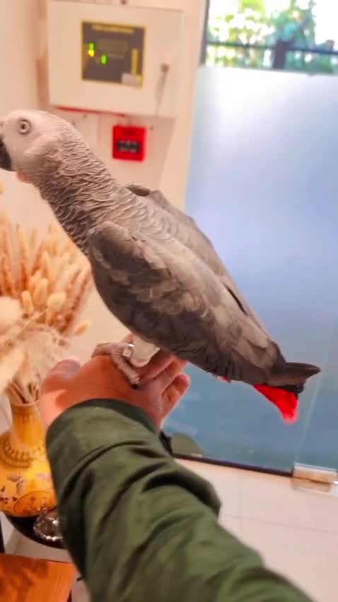 African Grey Parrot, farm video