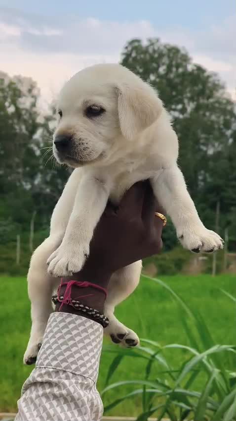 Beagle Black & Tan Puppy, farm video