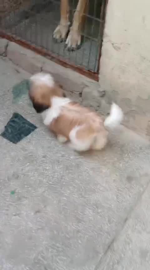 Shih Tzu | Tri Color Puppy, farm video