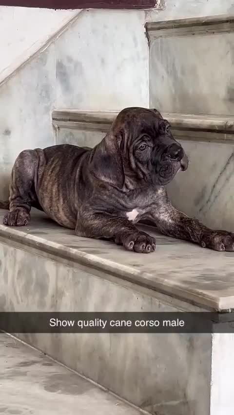 Cane Corso Puppy, farm video