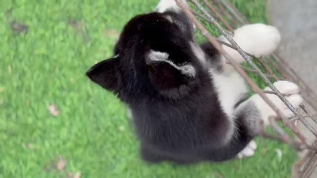 Siberian Husky Puppy | Copper & White Color, farm video