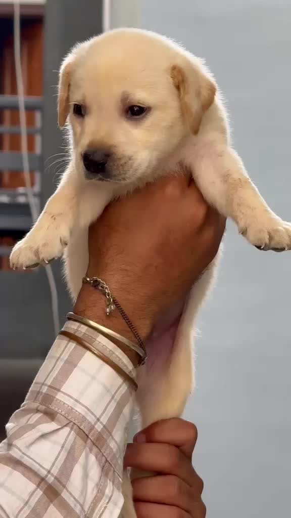 Beagle Black & Tan Puppy, farm video