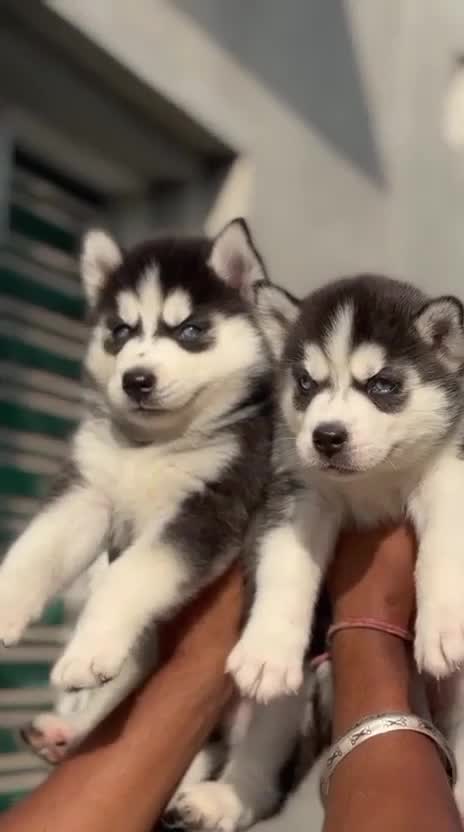 Siberian Husky Puppy | Copper & White Color, farm video