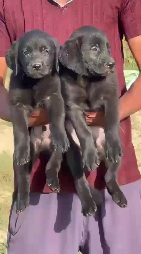 Beagle Black & Tan Puppy, farm video