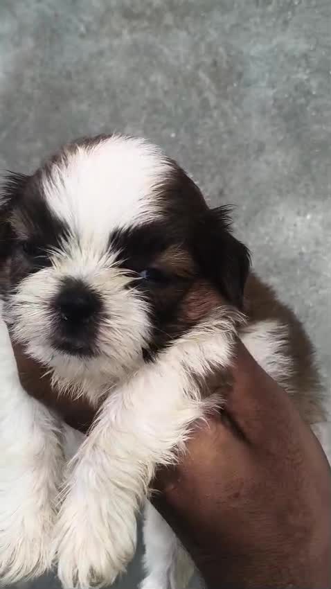 Shih Tzu | Black & White Color, farm video