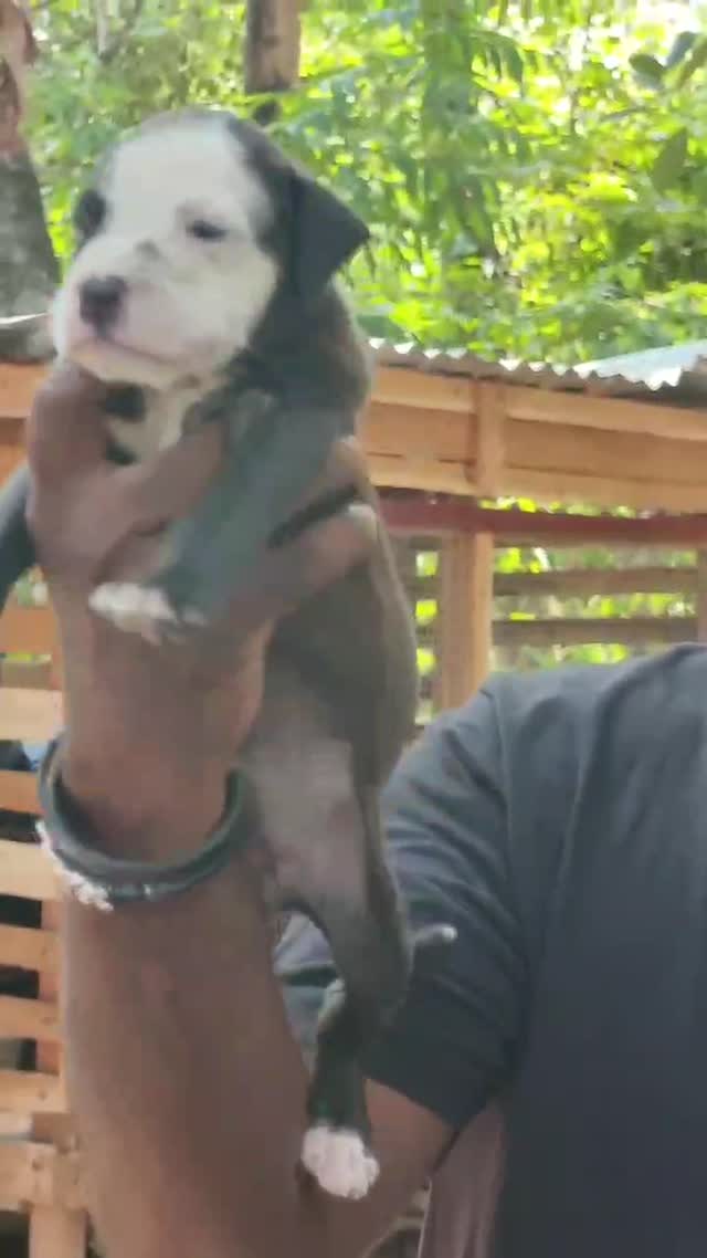 Pitbull Terrier Puppy, farm video