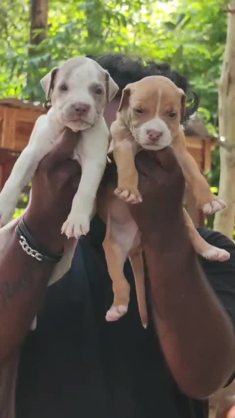 Pitbull Terrier Puppy, farm video