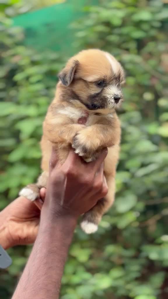 Shih Tzu | Tri Color Puppy, farm video