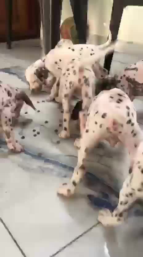 Dalmatian Puppy | Black Dots, farm video
