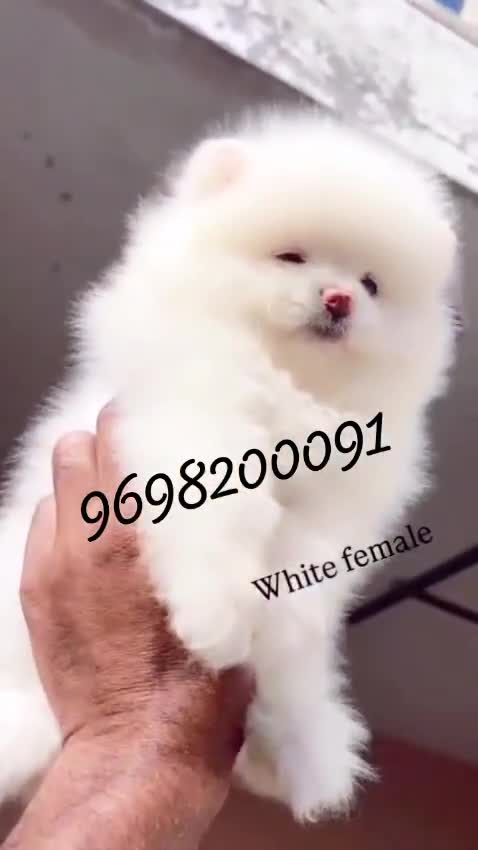 Orignal Toy Pom Puppy | Teacup Pom, farm video